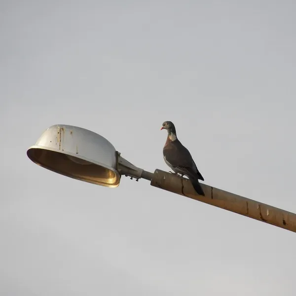 hanglamp vogels