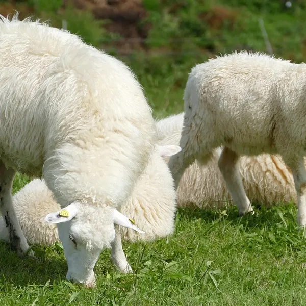 golvlampa av ek med lampskärmen från svart isländskt fårskinn