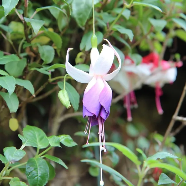 Trävägglampa fuchsia large Trävägglampa fuchsia large