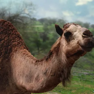 Trävägglampa kamel-färgad large