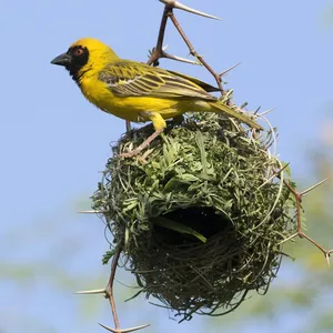 gele hanglamp vogeltjes