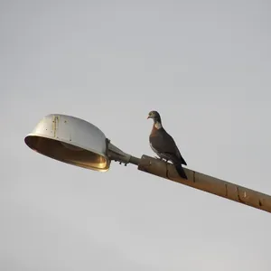 hanglamp vogels