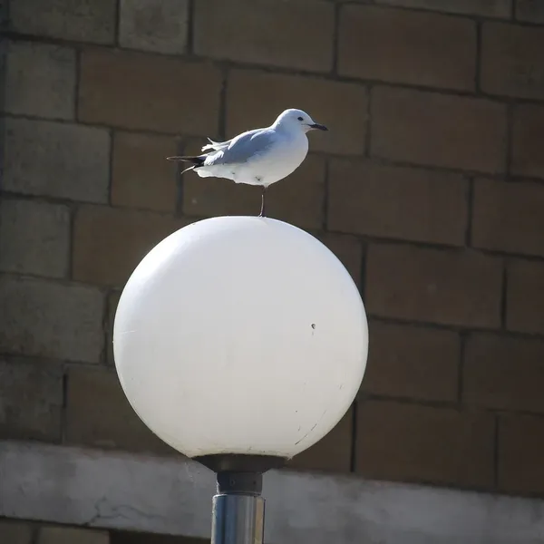Hängande lampa fåglar taklock