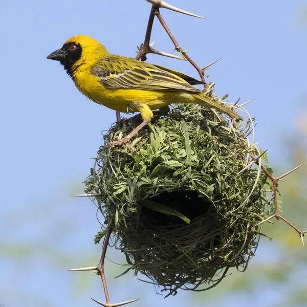 gele hanglamp vogeltjes
