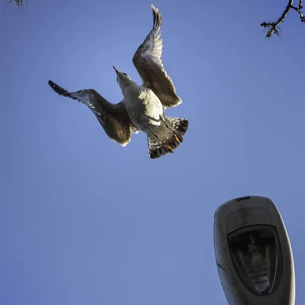 Hängande lampa med små fåglar