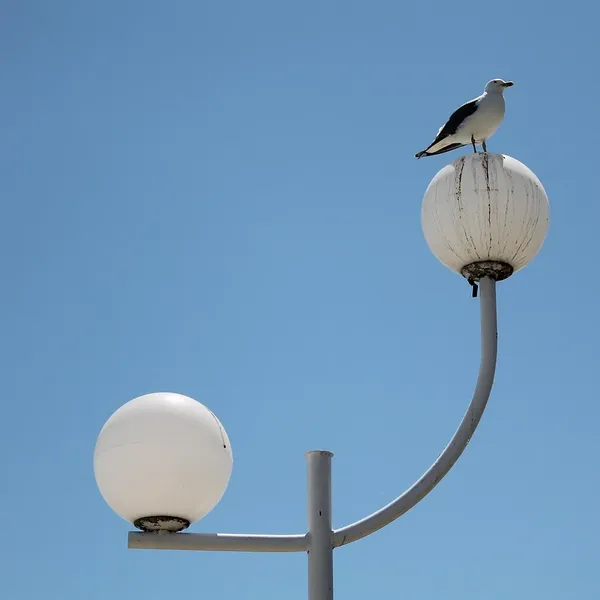 Hängande lampa fåglar matbord