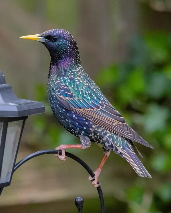 hanglamp babykamer vogeltjes